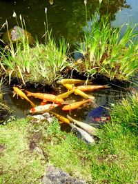 Plants in pond