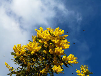 Low angle view of yellow flowering plant against sky