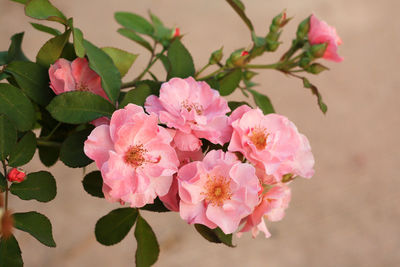 Close-up of pink cherry blossoms