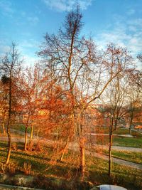 Bare trees on field