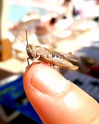 Close-up of insect on hand