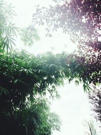 Low angle view of trees against sky