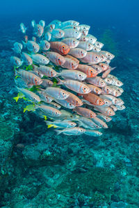 Fish swimming in sea