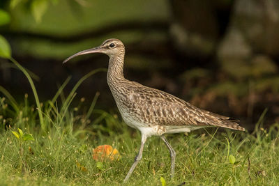 Close-up of a bird on grass