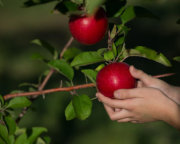 Close-up of cropped hand holding apple