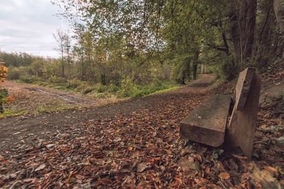 Trees in forest during autumn