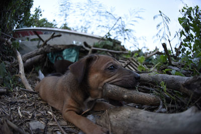 Dog looking away