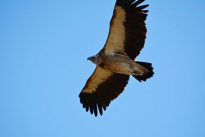 Low angle view of bird flying against clear blue sky