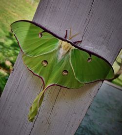 Close-up of green moth on wood