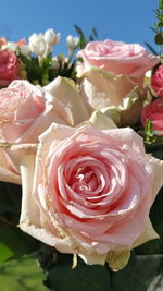 Close-up of pink roses