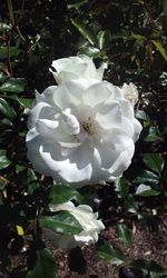 Close-up of white rose