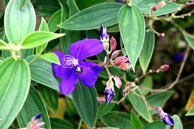 Close-up of insect on purple flowers