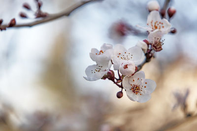 Spring flowers and buds on tree branches in winter season.