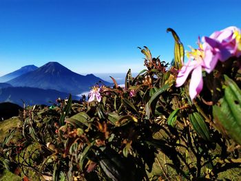 Close-up of flowering plants against blue sky