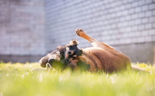 Close-up of a playing dogs on field