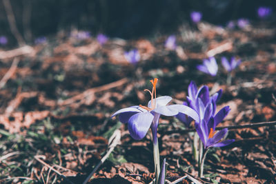 Close-up of purple crocus flowers on field