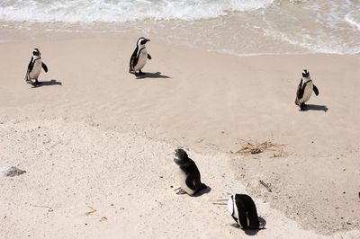 High angle view of birds on beach