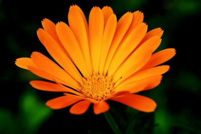 Close-up of orange flower blooming outdoors