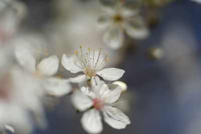 Close-up of white flowering plant