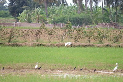 View of birds on field
