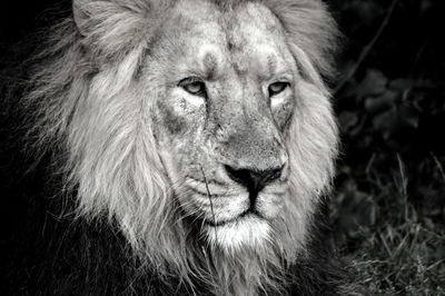 Close-up portrait of a lion