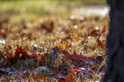 Close-up of autumn leaves on field