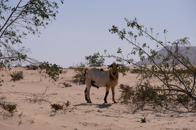 Fuerteventura goat