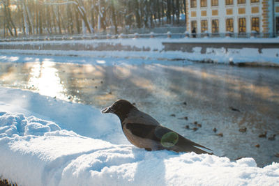 Bird perching on snow covered water