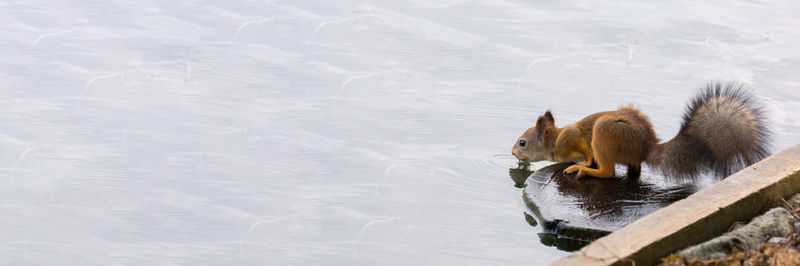 High angle view of duck swimming in lake