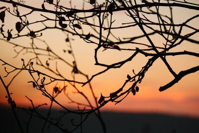 Close-up of silhouette branches against sky at sunset