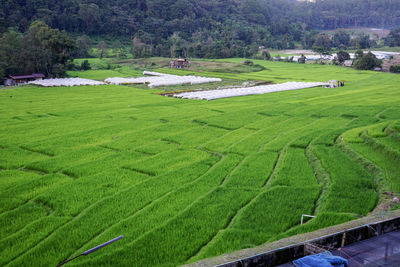 High angle view of grassy field