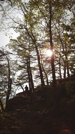 Low angle view of trees in forest