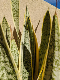 Close-up of succulent plant against wall