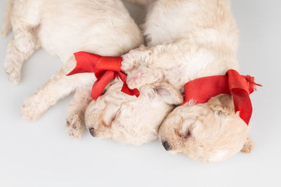 Top view of two puppies snuggling in white background 