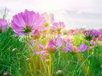 Close-up of pink flowering plants on field