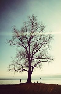 Silhouette tree by sea against sky