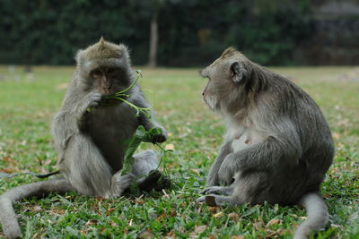 Monkeys sitting on field