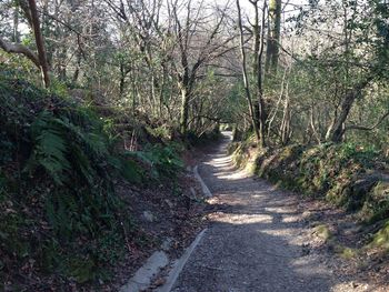 Narrow pathway along trees
