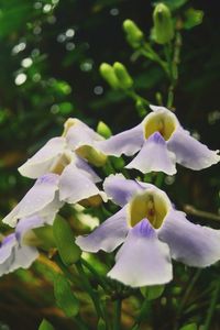 Close-up of flower growing on tree