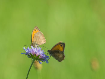 Close-up of butterfly on purple flower