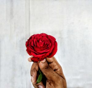 Cropped hand holding red rose against wall