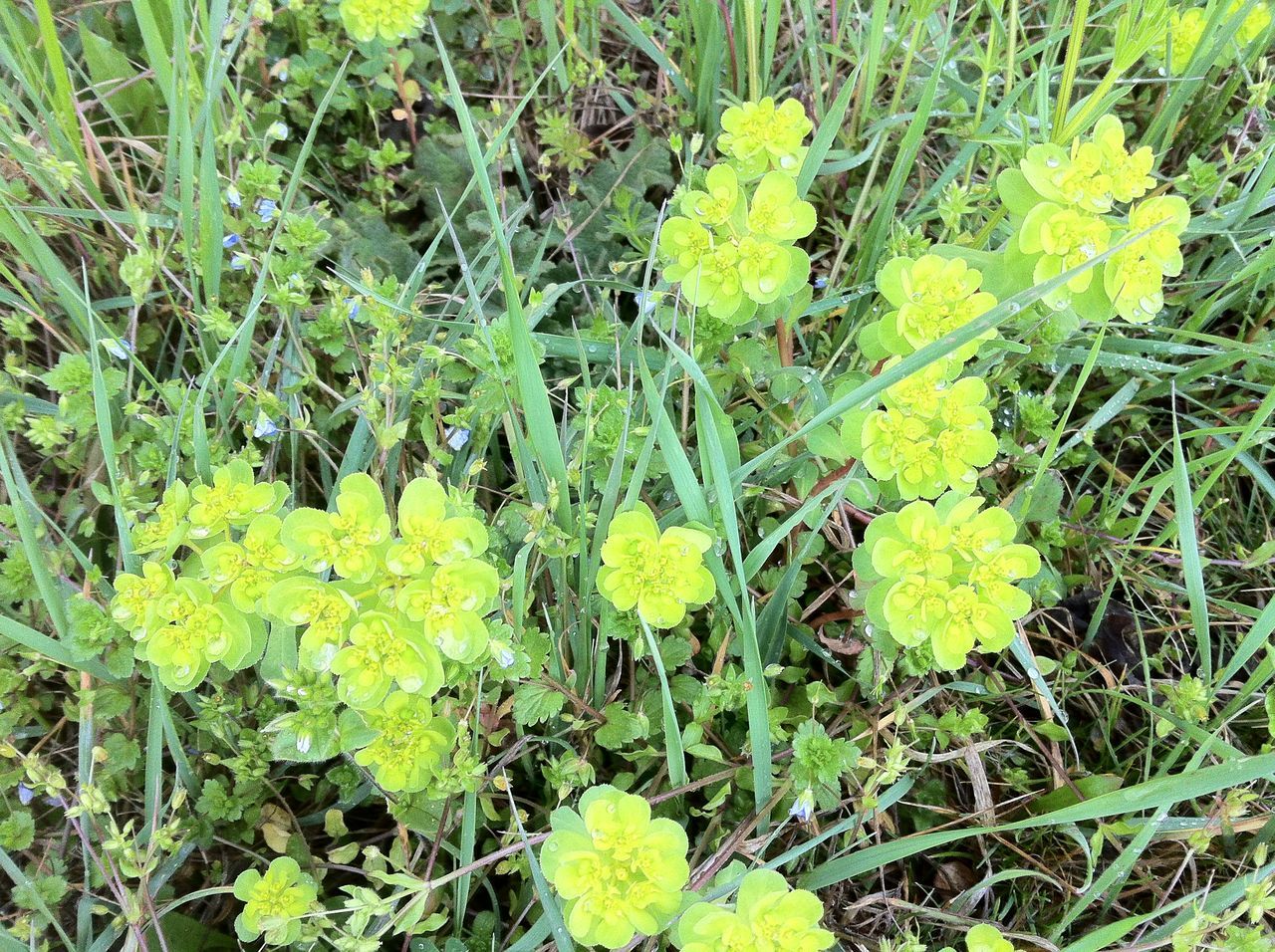 yellow, flower, growth, freshness, plant, grass, green color, fragility, high angle view, nature, beauty in nature, field, leaf, day, wildflower, outdoors, close-up, no people, petal, blooming