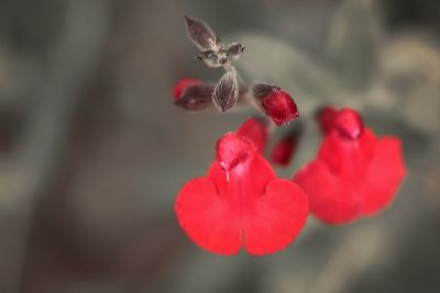 Close-up of red flowers blooming outdoors