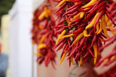 Close-up of yellow flowers