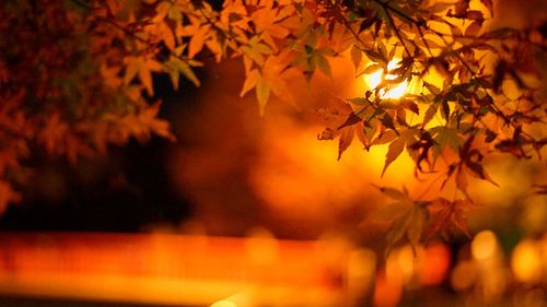 Close-up of maple leaves on tree during sunset