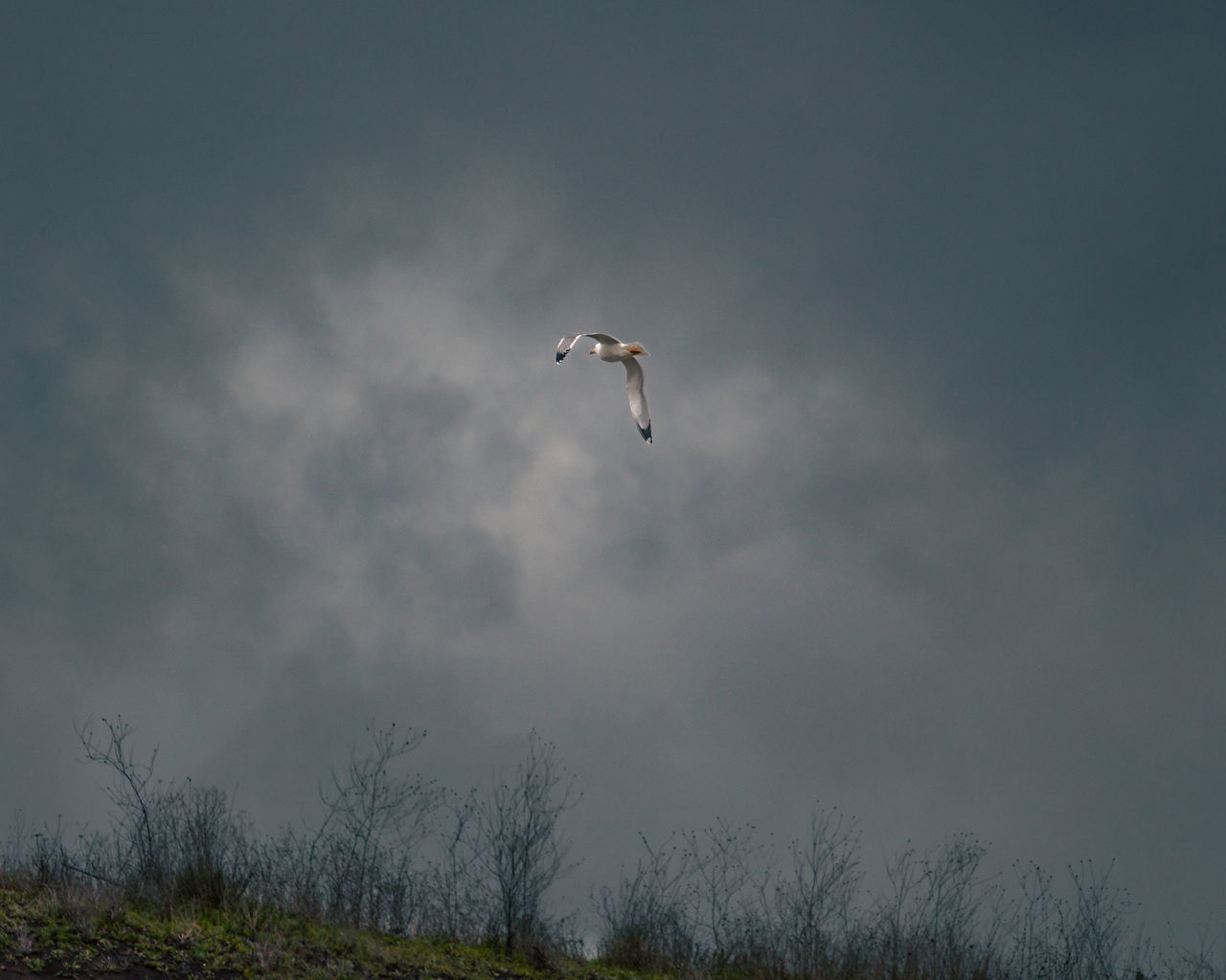 flying, bird, animal themes, sky, animal wildlife, animal, wildlife, one animal, mid-air, cloud, nature, spread wings, no people, plant, beauty in nature, low angle view, outdoors, day, tree, environment, motion, bird of prey