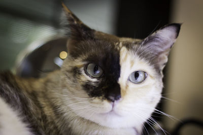 Close-up portrait of cat