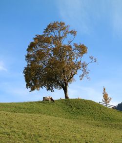 Tree on field against sky