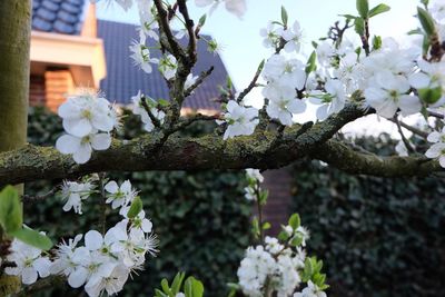 Close-up of fresh flowers blooming on tree against sky