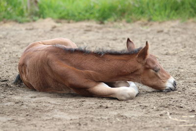 Horse sleeping